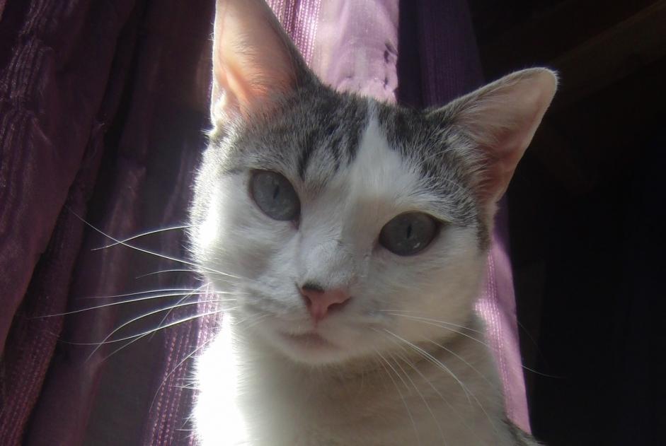 Disappearance alert Cat miscegenation Female , 4 years Villefranche-de-Rouergue France