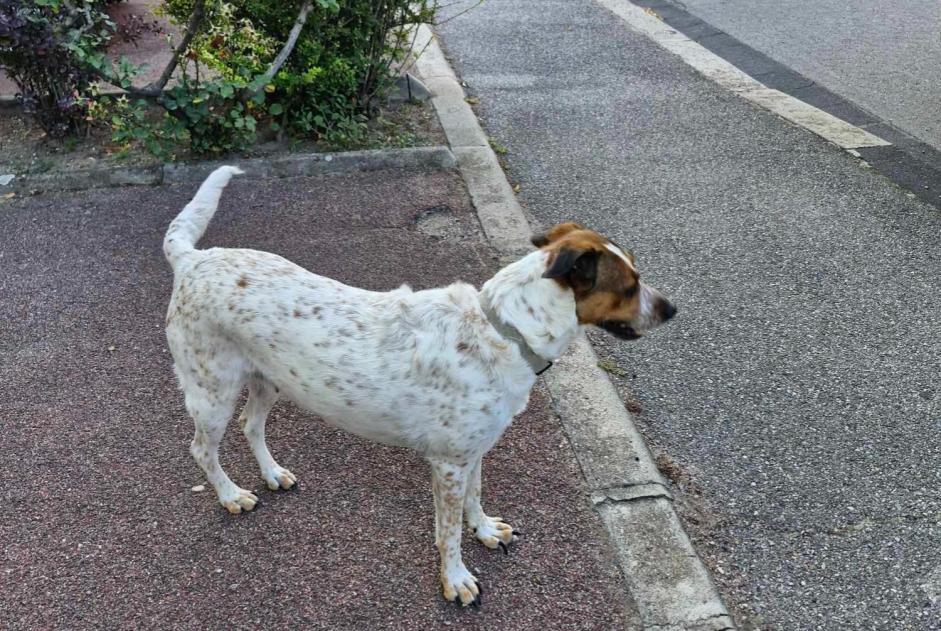 Discovery alert Dog Female , 4 years Valence France