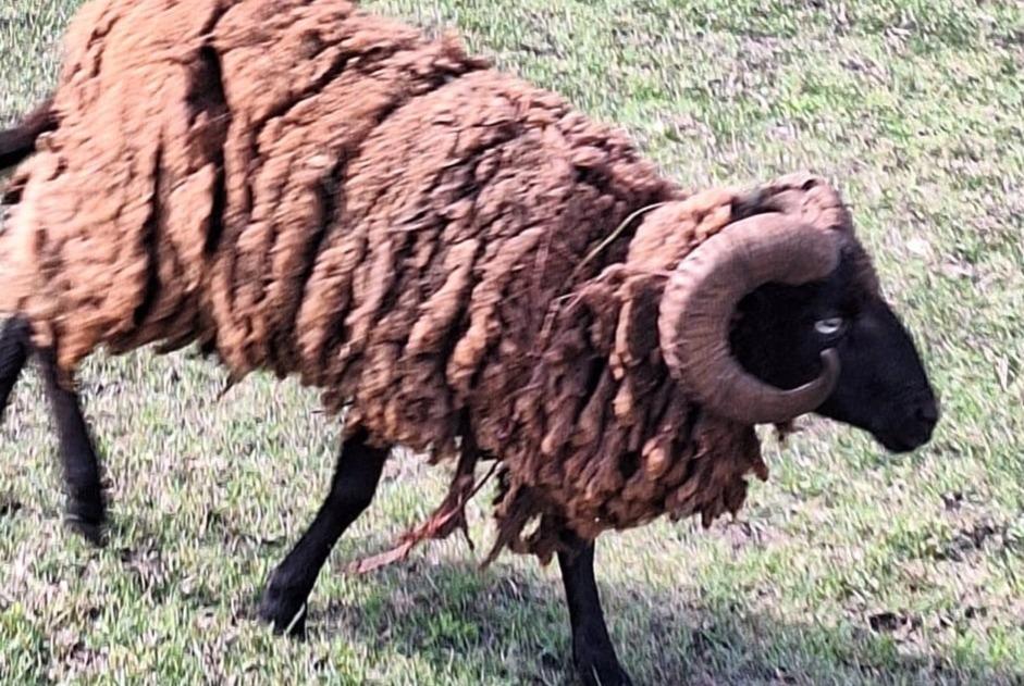 Alerta de Hallazgo Cabra Macho Saint-Aubin-de-Médoc Francia