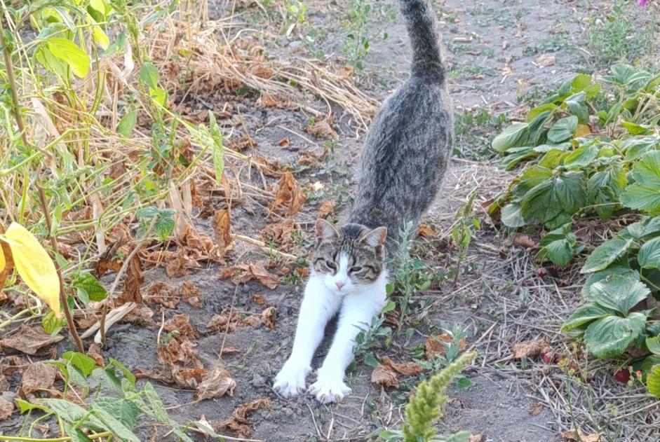 Alerte Disparition Chat Femelle , 1 ans Passirac France