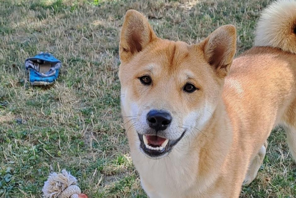 Verdwijningsalarm Hond  Mannetje , 0 jaar Saint-Martin-du-Bois Frankrijk