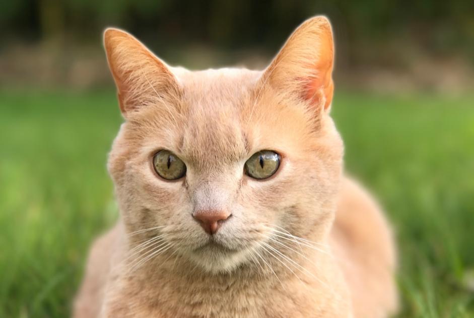 Verdwijningsalarm Kat Mannetje , 13 jaar Saint-André-des-Eaux Frankrijk